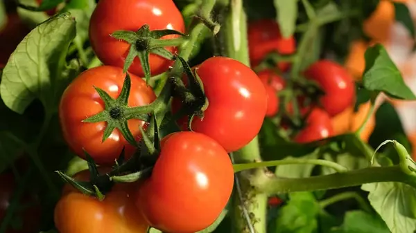 Помидоры-убийцы: почему в Средневековье люди травились и умирали от томатов