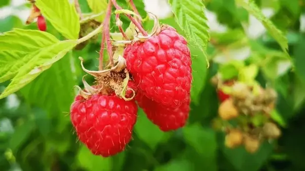 Как и когда обрезать малину осенью: в чем разница между обычной и ремонтантной