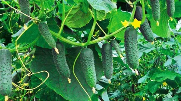 Посадите в сентябре — в октябре будете смаковать душистыми огурчиками: будут плодоносить до морозов