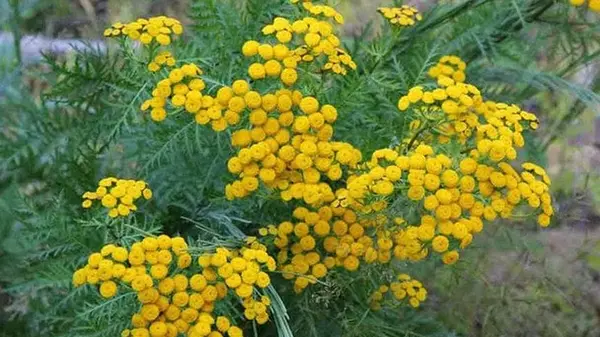 Посадите это растение — и вы забудете о тле, белокрылке, плодовой моли навсегда