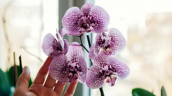 Орхидеи зацветут зимой, если раз в месяц поливать их одним средством