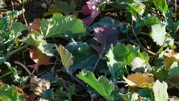 Пять основных групп овощей, которые нельзя сажать друг за другом