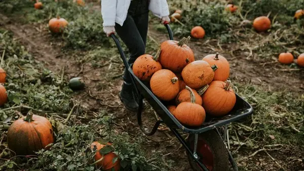 Опасные числа сентября — 19 и 20: что ни в коем случае нельзя делать на огороде в эти дни и почему