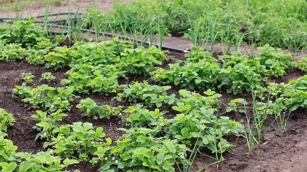 Что посадить около клубники осенью, чтобы ягоды в следующем сезона были крупными и сладкими