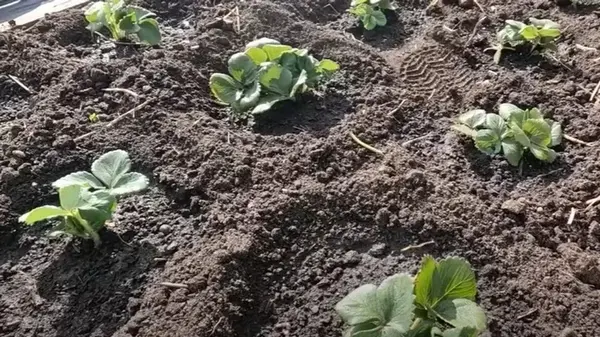 Осенняя посадка клубники: три секрета для хорошего урожая от опытного садовода