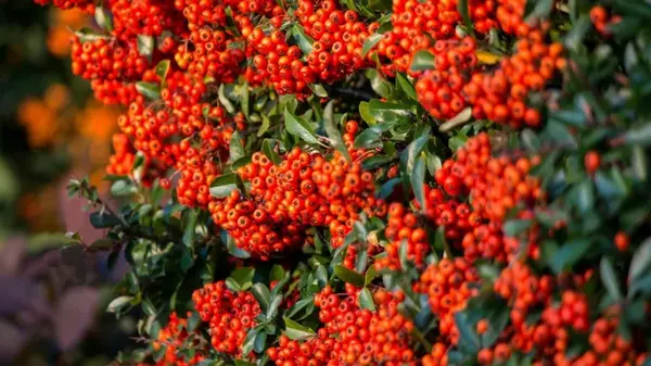 Только лучше будут расти, если о них забыть: 5 неожиданных растений для живой изгороди