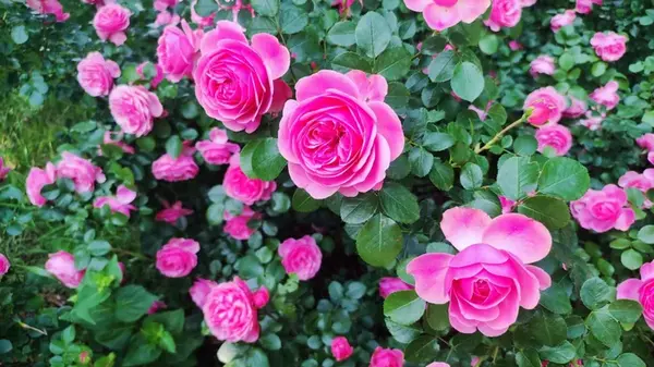 Что нельзя сажать возле роз: садоводы назвали 8 нежелательных соседей для этих цветов