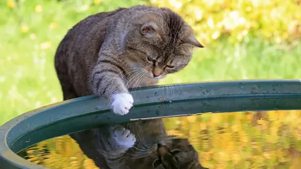 Почему кошки окунают лапы в воду: 7 причин для странной привычки