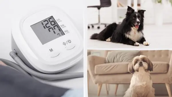 Врачи и ветеринары назвали 7 пород собак, которые помогут снизить артериальное давление