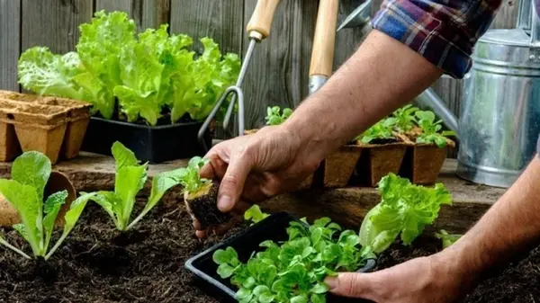 Что посадить в сентябре, октябре: полный перечень растений для осеннего урожая и сада