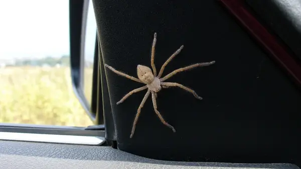 Как избавиться от пауков в автомобиле: эксперты посоветовали положить один простой продукт