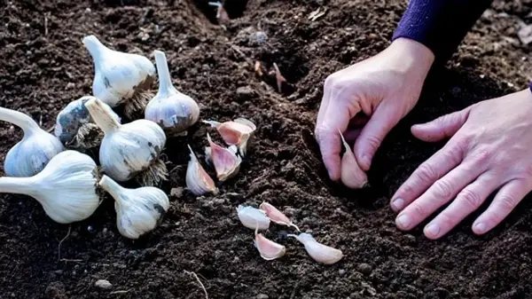 Чем подкормить грядку для озимого чеснока: что нельзя вносить, потому что головки будут мелкими