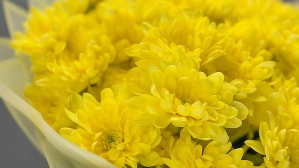 макросъемка желтых хризантем