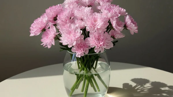 розовые хризантемы в вазе