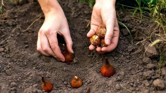 Как правильно и когда сажать тюльпаны осенью для весеннего цветения