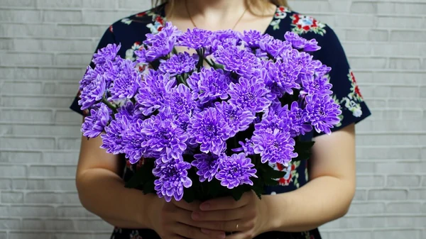 фиолетовые хризантемы