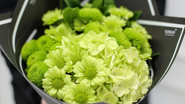 зеленные хризантемы букет