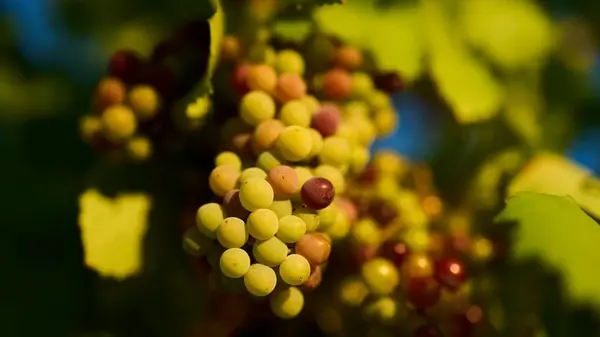 Как правильно укрыть виноград на зиму: три эффективных и простых метода