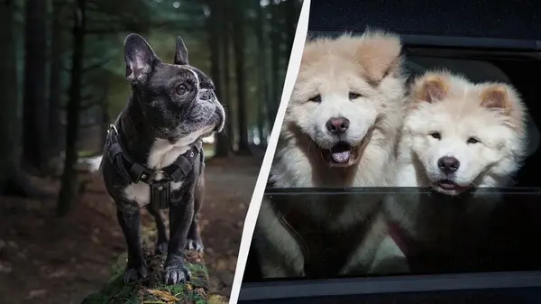 Эти собаки пахнут «псиной» сильнее остальных: их лучше не заводить в квартиру