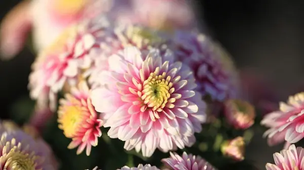 Опытные садоводы советуют избегать этих ошибок при выращивании хризантем