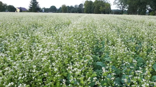 Чем засеять огород от сорняков: сидераты — спасение без химикатов