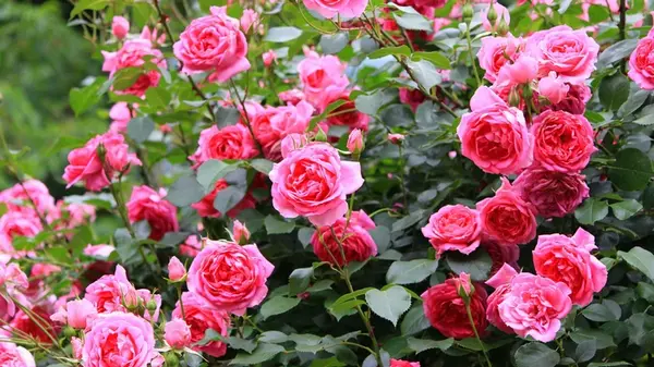 Обрезать розы осенью или ждать весны: советы эксперта