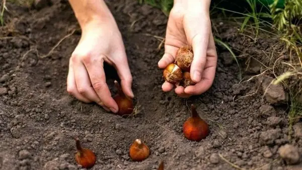 Как правильно и когда сажать тюльпаны осенью для весеннего цветения