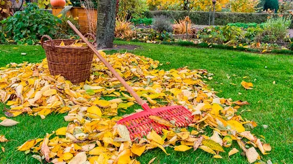 Какие фруктовые деревья сажать осенью, а какие — весной: садоводы раскрыли все нюансы