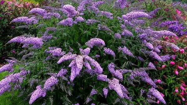 Посадите этот многолетник — и он будет радовать пышным цветением с начала лета до глубокой осени