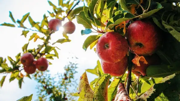 Что делать, если яблоки начинают гнить еще на дереве: советы агронома