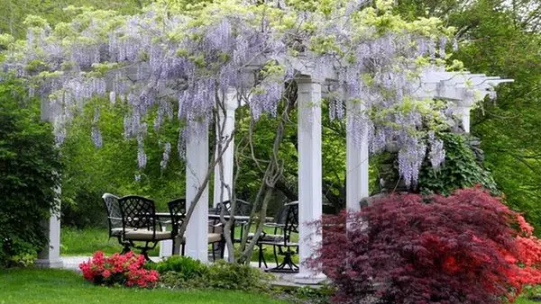 Какие деревья и кусты нельзя сажать рядом с домом: повредят фундамент и уничтожат трубы