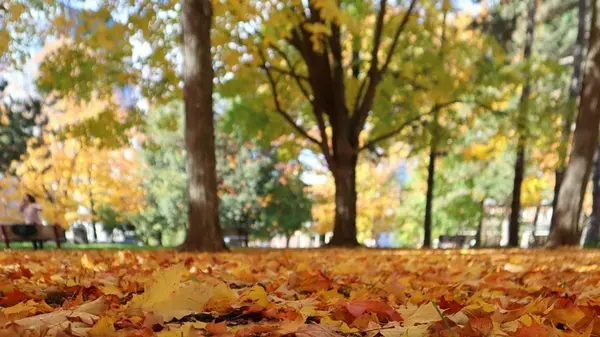 Легкий путь к богатой почве: как быстро превратить опавшие листья в «черное золото» этой осенью