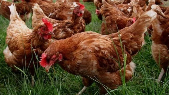 Что делать, чтобы куры хорошо неслись: народные советы