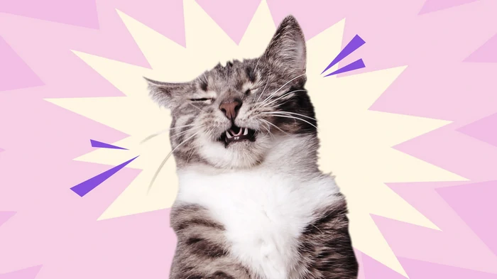 Узнайте, почему ваш котенок чихает и как ему помочь