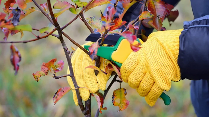 Когда лучше обрезать деревья — осенью или весной: советы экспертов
