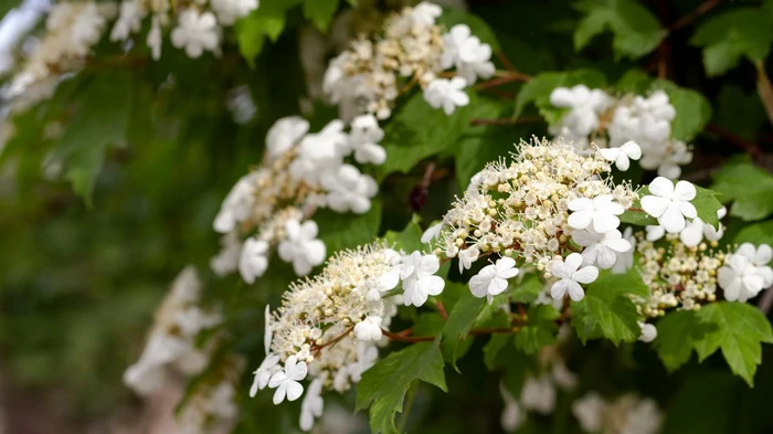 Садоводы назвали 7 растений, которые нельзя обрезать осенью