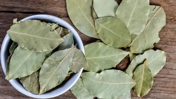 Зачем класть лавровый лист в горшок с комнатными растениями