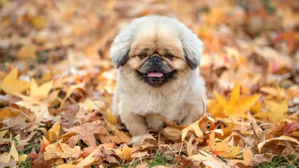 Вредно для здоровья: ветеринар назвал лакомства, которые не советует давать собакам