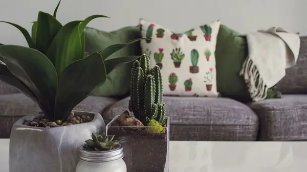 Как ухаживать за комнатными растениями, чтобы они пережили зиму: сделайте эти простые шаги