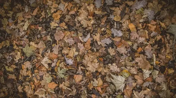 Нужно ли загребать листья осенью: эксперты назвали неочевидные плюсы и минусы