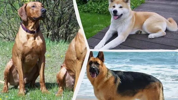 Какие собаки являются агрессивными: названо 15 пород, с которыми стоит быть осторожными