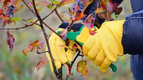 Когда лучше обрезать деревья — осенью или весной: советы экспертов