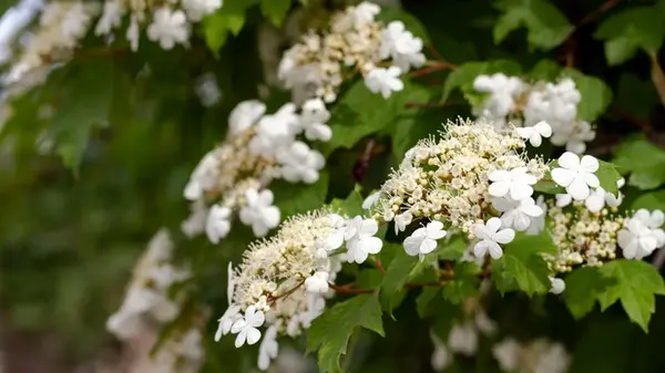 Садоводы назвали 7 растений, которые нельзя обрезать осенью