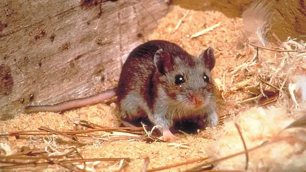 Как отпугнуть крыс и мышей от сада осенью: эффективный способ без использования яда