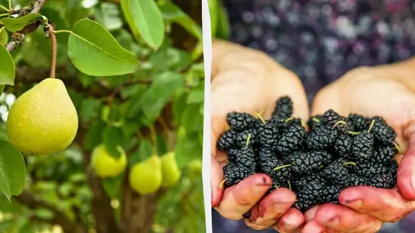 Эксперты назвали фруктовые деревья, которое никогда не следует сажать возле дома