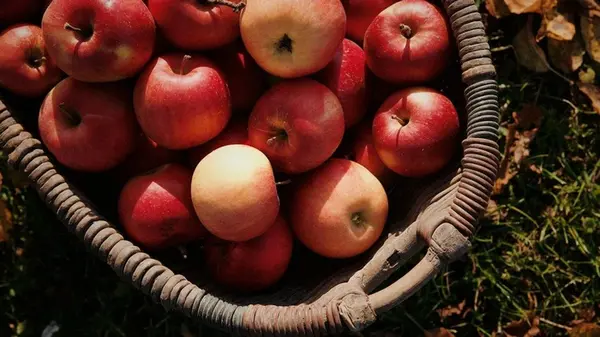 Яблоки остаются свежими по полгода без погреба: простой трюк, который меняет все