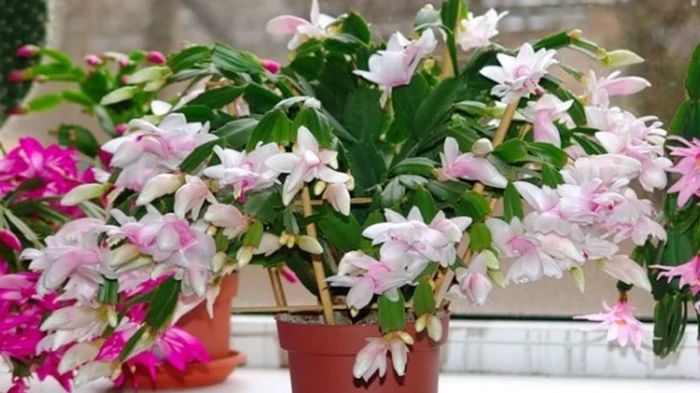 Три ошибки в уходе, которые обычно совершают с рождественником в октябре