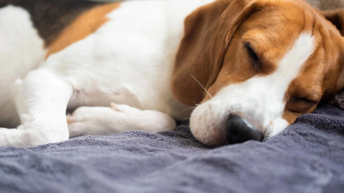 Почему ваша собака спит на вашей одежде: ветеринар объяснил истинную причину