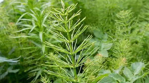 Сорняки как индикаторы состояния почвы: они расскажут, когда нужно делать подкормку