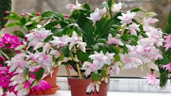 Три ошибки в уходе, которые обычно совершают с рождественником в октябре